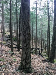 Old Growth Bigtooth Aspen - Monroe, Massachusetts