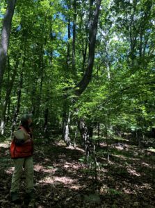 A forester looking at a woods