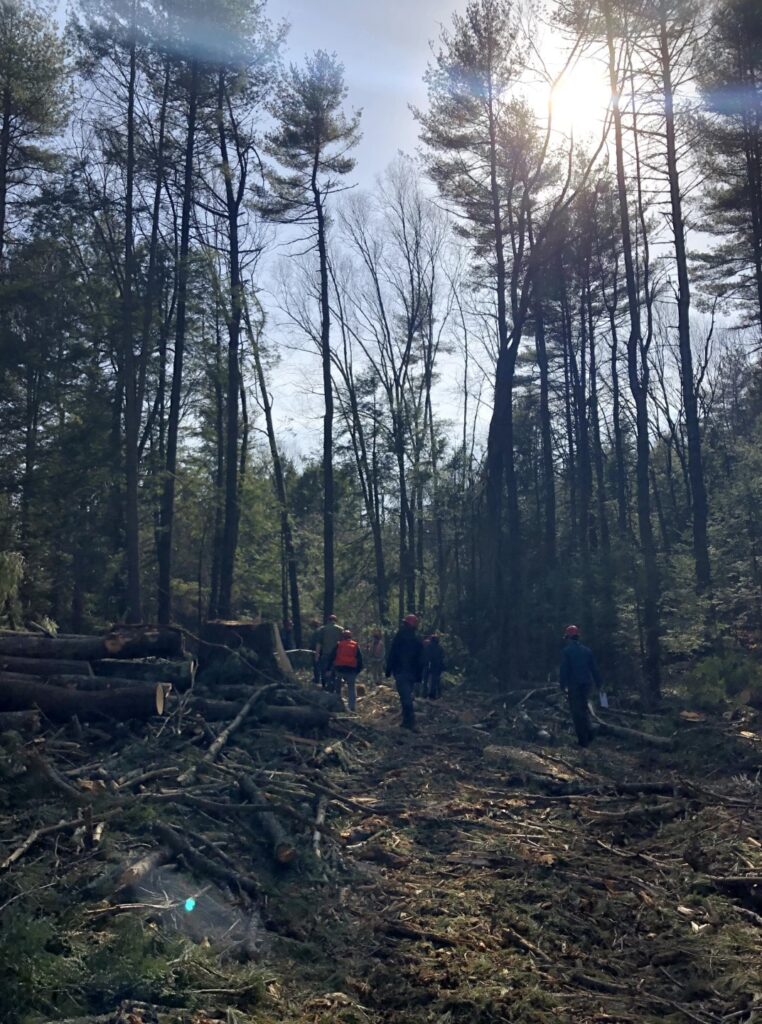 A group of loggers viewing a logging operation in Whately, Massachusetts