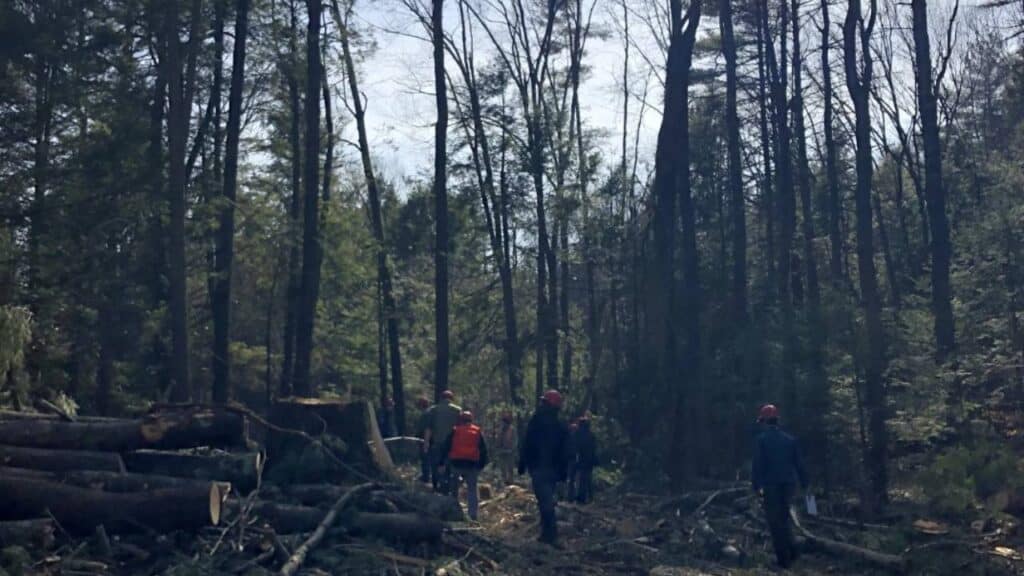 A group of loggers viewing a logging operation in Whately, Massachusetts