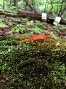 An eastern newt in the woods