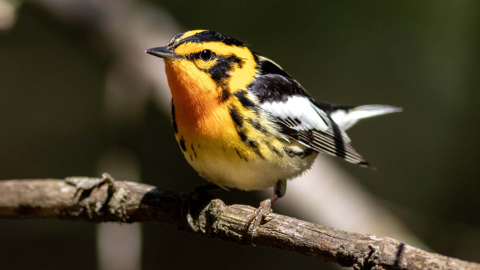 Close-up of a Blackburnian warbler in a branch