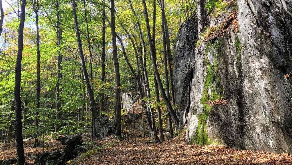 A rock outcrop in the woods