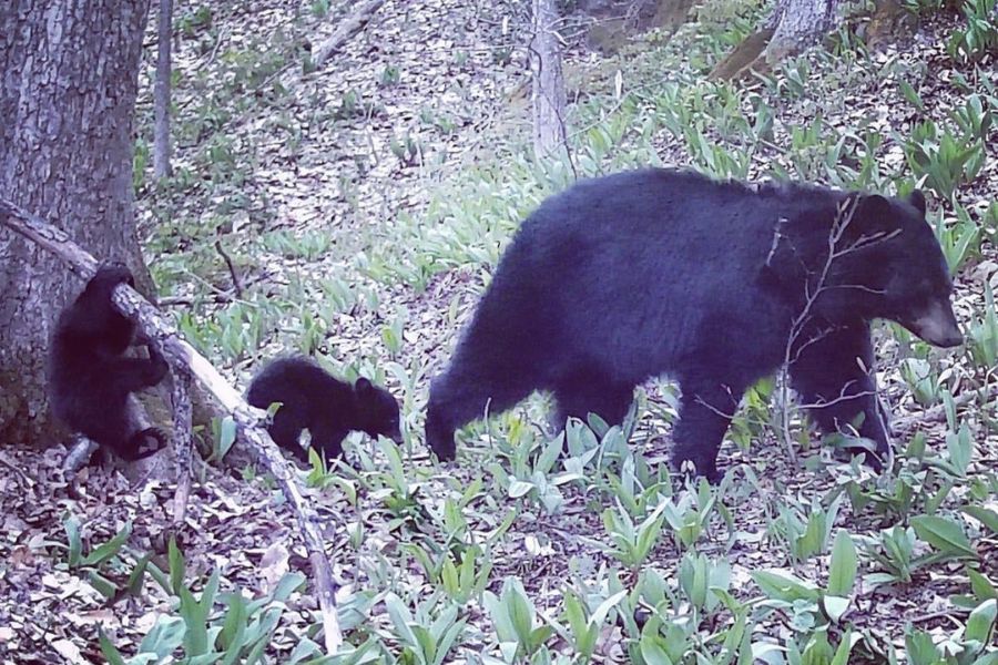 Black bear mother and two cubs in the woods of Rowe, MA