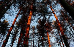 A stand of pine trees